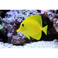 Zebrasoma Flavescens